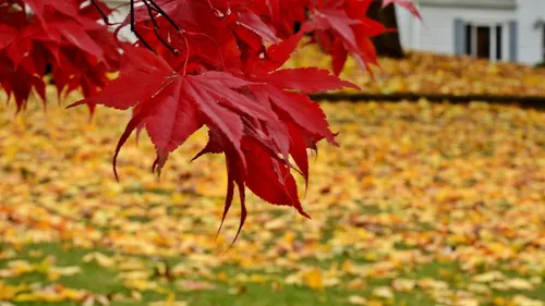 دل عاشق من در این خنکای ملایم پاییز ، نیکی میخواهد برای ت