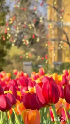 🌷🍃🌷🍃🌷