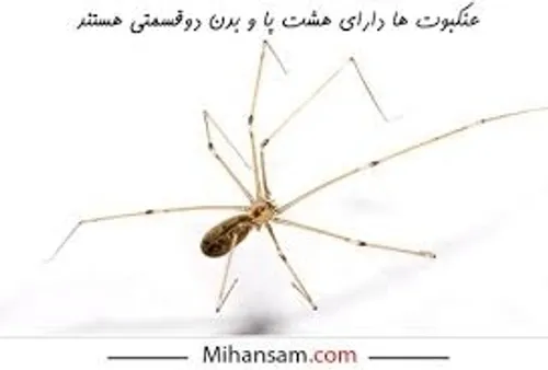 امروز کشف کردم میگن عنکبوت ماده بعد از کار خاک بر سر ی شو