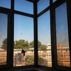 #dailytehran #window #bird