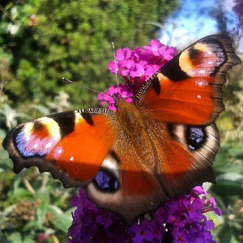 طبیعت زیبا ، پروانه زیبا
