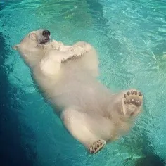 خرس های قطبی وقتی حال شان خوب است دوست دارند روی آب شناور