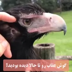 گوش عقاب