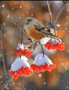 در دومین شب  زمستانی❄ ️ 