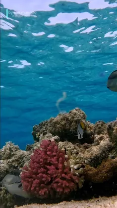 جراح ماهی سوهال (Sohal surgeonfish) گونه‌ای از پرتو ماهی‌