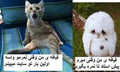بدون شرح