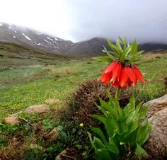 طبیعت بکر.