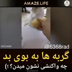 خاك تو سرت كجات كرده بودي اینو🤣🤣🤣🤣🤣🤣🤣