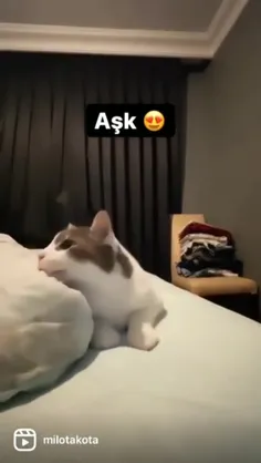 گربه رو باید بچلونی 😍🐱