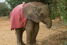 فیل های نوزاد خرطومشان را میک می زنند، درست همانند نوزادا