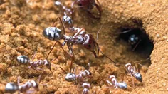 تحقیقات روی مورچه های گیاه خوار نشان میدهد که آنها میتوان