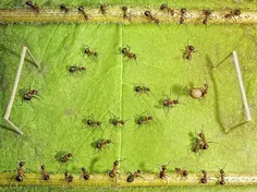 تصاویر واقعی از دنیای مورچه ها 