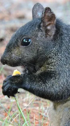 #Squirrel