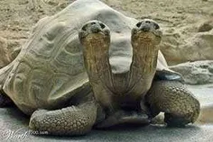 لاکپشت دو سر