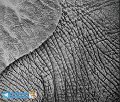 ضخامت پوست فیلها 3 سانتیمتر است. جالب است بدانید این پوست