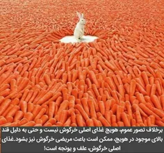 غذای اصلی خرگوش🐇🐇😊😊😊