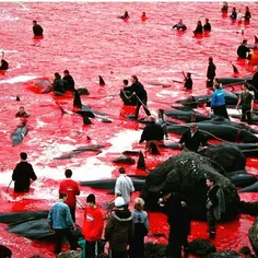 تو #اروپا برای تفریحشون اینجوری از کشتار نهنگ ها دریای #خ