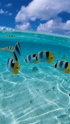 ماهیای رنگی در دریای زلال