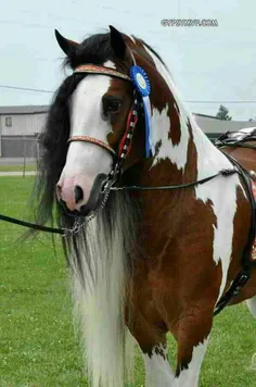 ببینین چه اسب ابلق قشنگی هست اونایی که اسب شناس واسب دار 