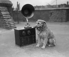 عکسی از سال ۱۹۲۹ و سگی که به رادیو گوش میکند، در حالی که 