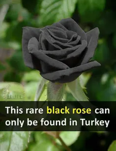 این رز سیاه نادر رو فقط میشه در کشور ترکیه پیدا کرد.