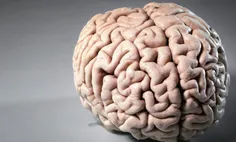 اولین بار کِی فَهمیدی؟! که حافظه مغز انسان 2.5 میلیون گیگابایته! 