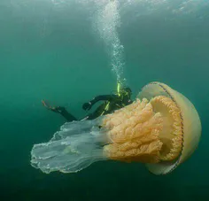 تصویری از یک عروس دریایی غول‌پیکر که در اعماق اقیانوس آرا
