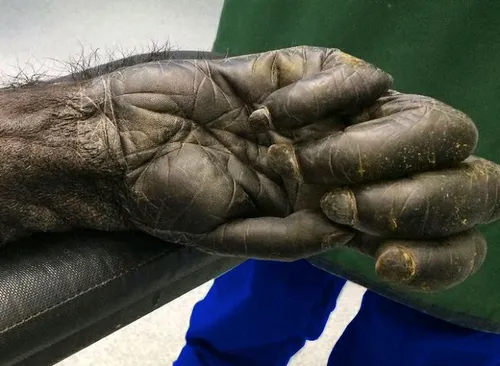 اين دست يک شامپانزه 40 ساله ازنمايي نزديک است!