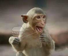 #میمون ها هم مانند#انسان ها بعد از خوردن غذا#دندان هایشان