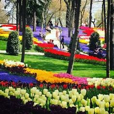 Tulip season in #Istanbul is an unending party of colors.