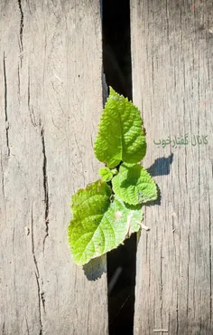 بحثی را که