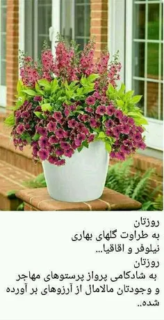 عاشقانه ها hosseinnaseri1300 21392250