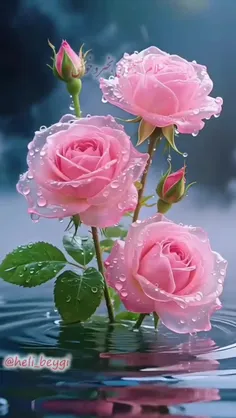 ✋️🌞☕️🌹✨️