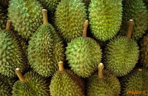 Durian معروف به پادشاه میوه ها