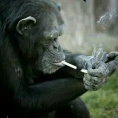 ️سیگار کشیدن ماهرانه شامپانزه ۱۹ ساله در باغ وحش پیونگ‌یا