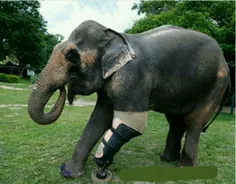 اولین فیل با پای مصنوعی 