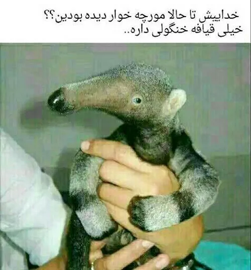 خخخخخخخ مونگوله