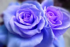 #گل رز آبی