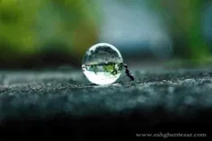 مورچه ای که قطره ای آب را قل می دهد