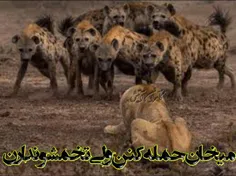 اگر چہ پیر در این بیشہ همچناش #شیرم
بہ خون خرد و ڪلان آشناست چنگالم

نشستہ در ڪنجے و با نیشخند مینگرم
بہ برگ ریز غم انگیز یال و ڪوپالم

اگر چہ مضحڪہ گربہ هاے شهر شدم
دلم خوش است ڪ هم رزم ببر بنگالم 