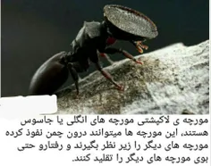 مورچه ی عجیب به نام مورچه لاکپشتی