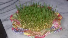 سبزه ای که تو خوابگاهمون گذاشتم سبز شه.