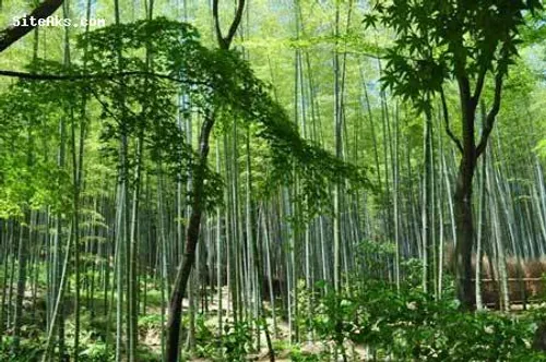 تصاویر زیبای جنگل بامبو