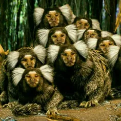مارموست‌ها کوچکترین میمون‌های جهان هستند و در جنگل‌های با