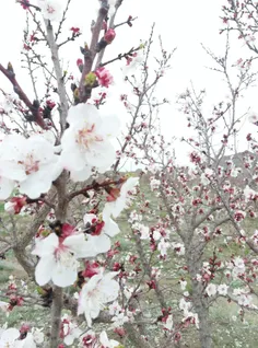 شکوفه درختان شهرستان خاش