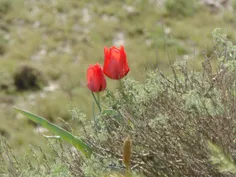 🕊 🌹 برای همسایه ای که نان مرا ربود نان،