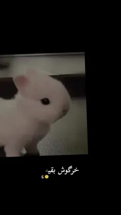 خرگوش منننن🐰🎀
