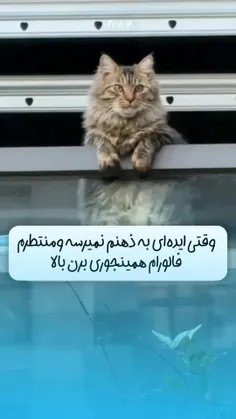 ای بابا فالو کنید دیگه عهههه😑😂