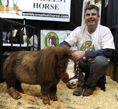 🔻 «تامبلینا» نام کوچک ترین اسب دنیاست که فقط 43 سانتی متر