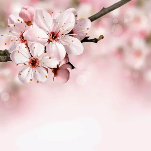 گل بهار نزدیک است طبیعت نشاط غنچه ویسگون